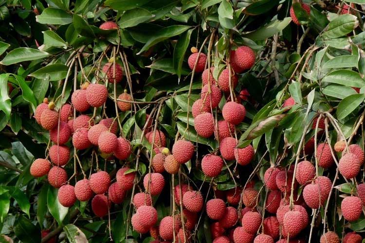 如何選擇荔枝烘幹機改善荔枝幹果？