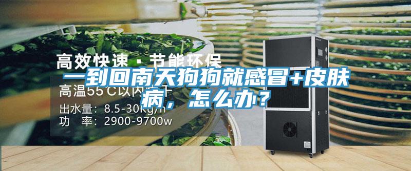 一到回南天狗狗就感冒+皮膚病，怎麽辦？