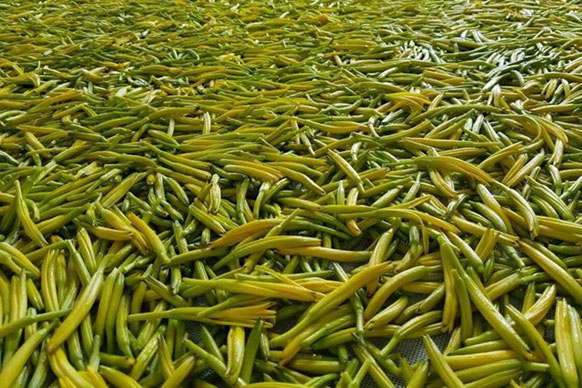 無硫金針菜烘幹如何保持品相？不發黑？_好色先生在线播放廠家