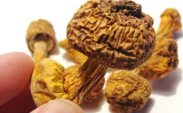 巴西菇、姬鬆茸烘幹機-怎樣烘幹色澤好且菇體褶片完整？