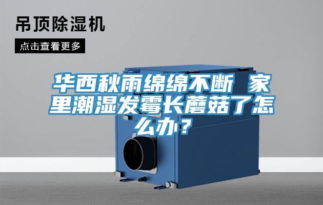 華西秋雨綿綿不斷 家裏潮濕發黴長蘑菇了怎麽辦？