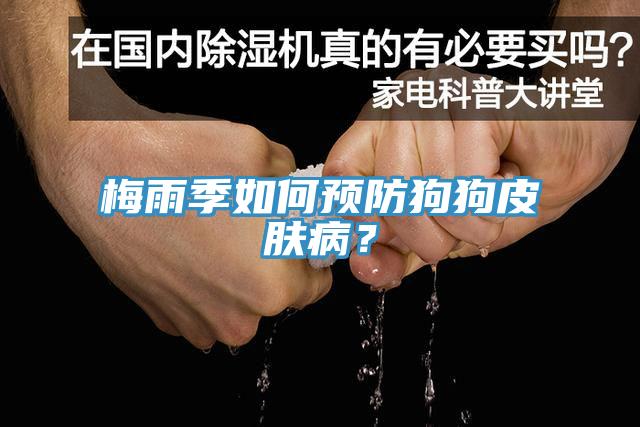 梅雨季如何預防狗狗皮膚病？