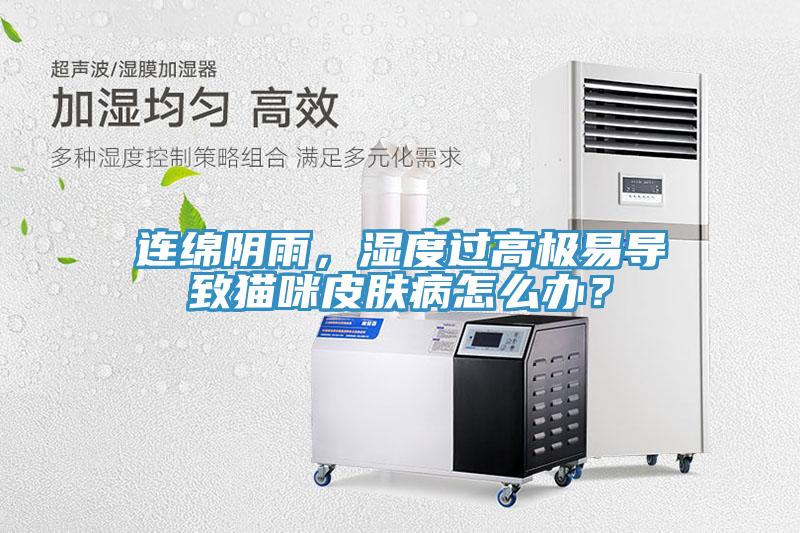 連綿陰雨，濕度過高極易導致貓咪皮膚病怎麽辦？