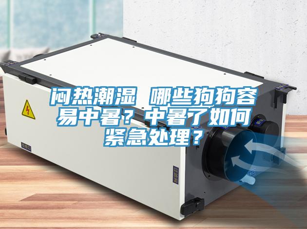 悶熱潮濕 哪些狗狗容易中暑？中暑了如何緊急處理？