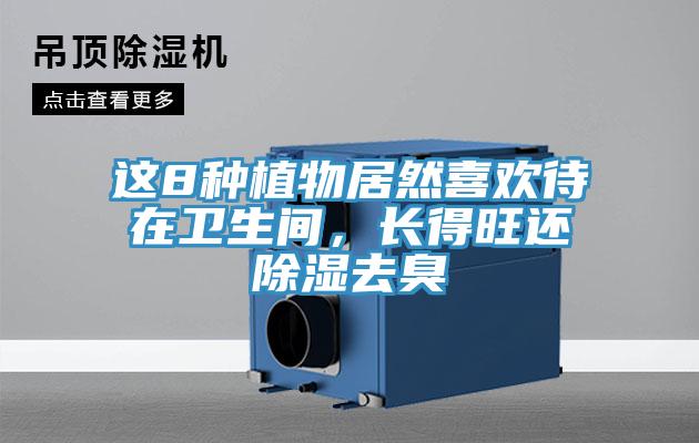 這8種植物居然喜歡待在衛生間，長得旺還除濕去臭