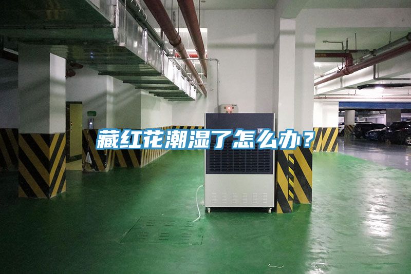 藏紅花潮濕了怎麽辦？